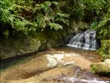 Bosque Estatal de Toro Negro - OROCOVIS, JAYUYA, JUANA DÍAZ